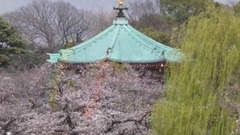 日本東京上野公園櫻花