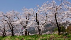 日本冶田公園吉野櫻花