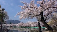 日本長野縣臥龍公園盛開的櫻花