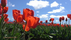 斯卡吉特郁金香節