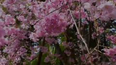Softly