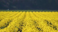 美國斯卡吉特谷水仙花風光cut2-聆聽大自然之聲