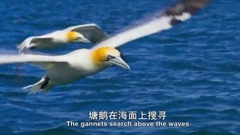 海豚與塘鵝的完美?？张浜? width=