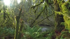 美國奎納爾特溫帶雨林