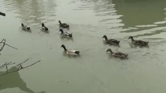 煙花三月下揚州
