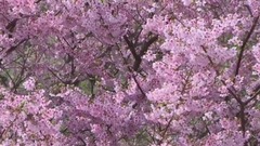 民樂群星,風景,Bandari,輕音樂,樂動城市 - 四季變幻,時間的回憶