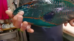 日本娛樂 - 琉球鸚嘴魚 生魚片