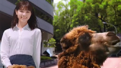 乃木坂46 - 乃木坂46?西野七瀬が失蹤!_白石麻衣らメンバーが意味深なつぶやき はるやま商事"i-shirt"新CM"アイシャツ アイ篇"