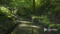羅馬尼亞特蘭西瓦尼亞植物園