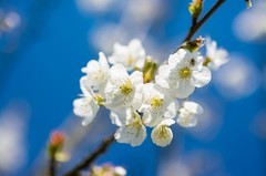 民樂群星,風景,音樂短片,樂動城市,日本娛樂 - 平安京