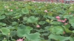 荷花頌