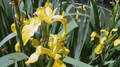 常州鳶尾花