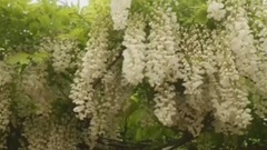 欣賞嘉定紫藤花