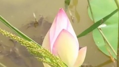 荷花頌