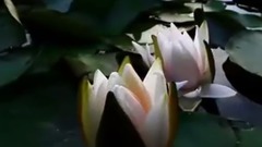 民樂群星,風景,音樂短片,輕音樂 - 迷人的美 花開瞬間
