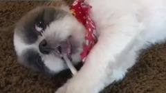 日本娛樂 - 《どうぶつピース!!かわいい大図鑑》