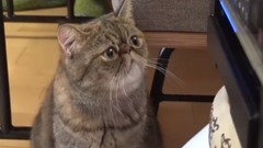 日本娛樂 - 《どうぶつピース!!かわいい大図鑑》