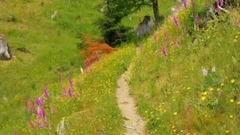 美國華盛頓州圣海倫火山自然風光