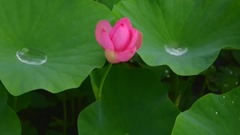 民樂群星,風景,音樂短片,輕音樂 - 雨后的荷花
