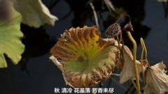 暗香?癡迷