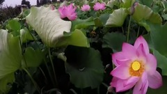 民樂群星,風景,音樂短片,輕音樂,樂動城市 - 憂傷還是快樂