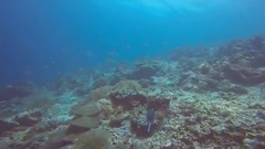 詩巴丹(Sipadan) 潛水之旅