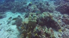 潛水天堂 詩巴丹(Sipadan)