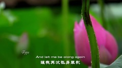 荷風夏雨 雨的旋律