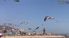 大連天書廣場的海鷗