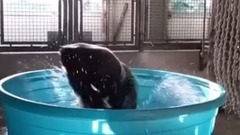 澡盆中旋轉的大猩猩