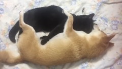 日本娛樂 - 貓が好きすぎて離したくない柴犬
