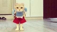 日本娛樂 - 最も面白い貓の映像