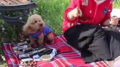 迷笛集市可愛小泰迪