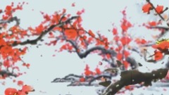 梅花淚MV--冉雪心聲(網絡版)