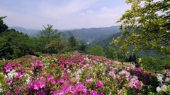 莎莉花園 Bandari