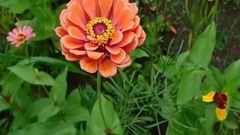 五彩繽紛 野花繽紛