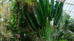 民樂群星,風景,音樂短片,樂動城市 - 尼斯鳳凰公園