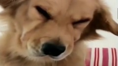 爆笑!被主人訓的委屈汪星人