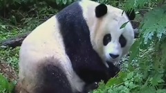 熊貓淘淘
