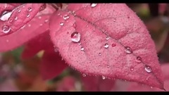 民樂群星,風景,音樂短片,輕音樂 - 晶瑩的雨珠