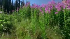 加拿大落基山脈風光