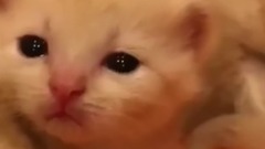 眼淚汪汪的小奶喵