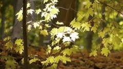 Chris Spheeris & Paul Voudouris - Enchantment