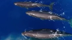 BBC經典紀錄片<藍色星球2>重啟預告