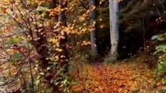 Le Coeur De La ForêT