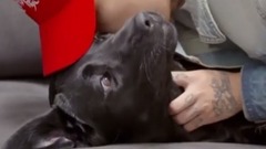 伴侶動物面前的撒嬌鬼Dok2 需要對話的貓狗