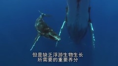 地球脈動-Planet Earth (2006) 9、淺海