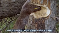 黃石公園.秋