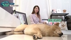 [Dear My Human/需要對話的喵汪]  - 景麗與Siro的生活 cut  EP.4 17/10/06