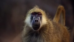 The Hunt 第一季全 1.最艱難的挑戰